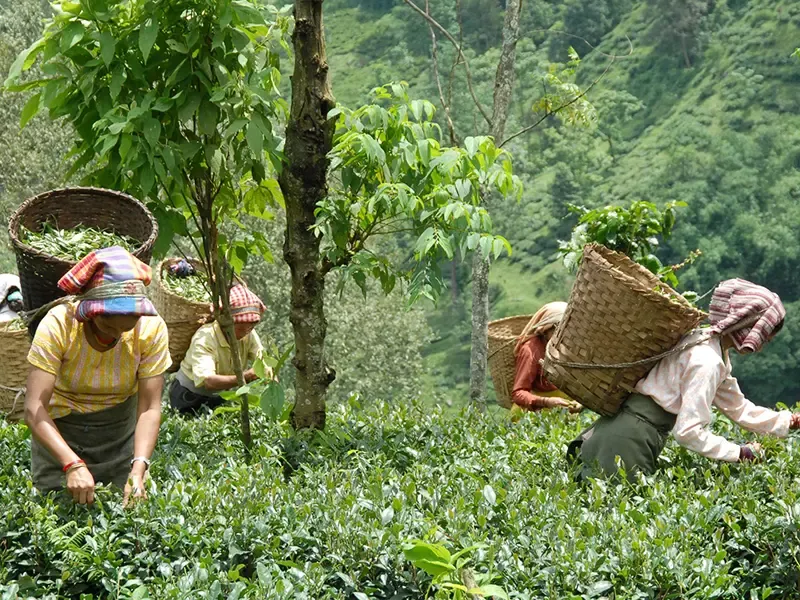 Tea chemistry with master blender