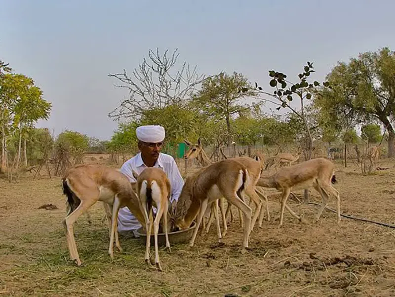 Bishnoi conservation experience