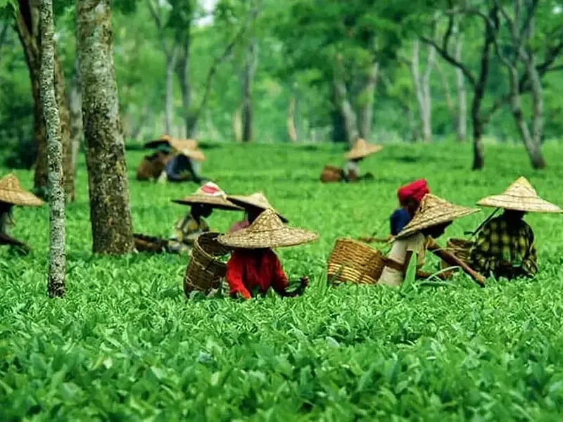 Assam tea planter experience