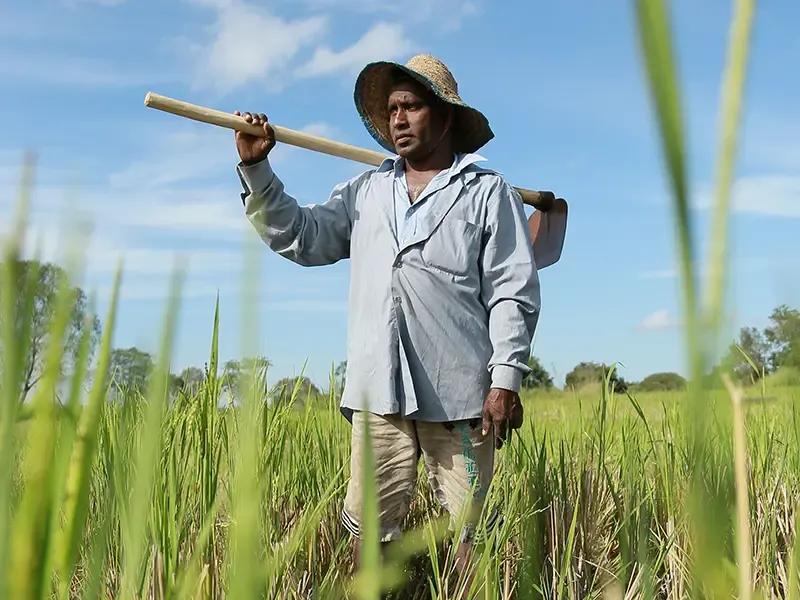 Sri Lankan paddy and village cooking