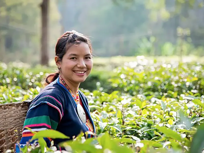 Darjeeling tea factory and tasting
