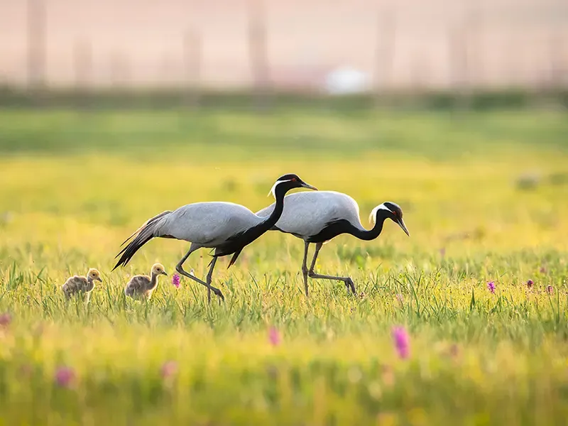 Demoiselle crane photography