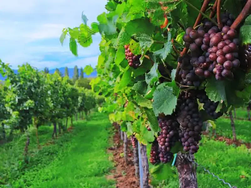 Indian grape harvest experience