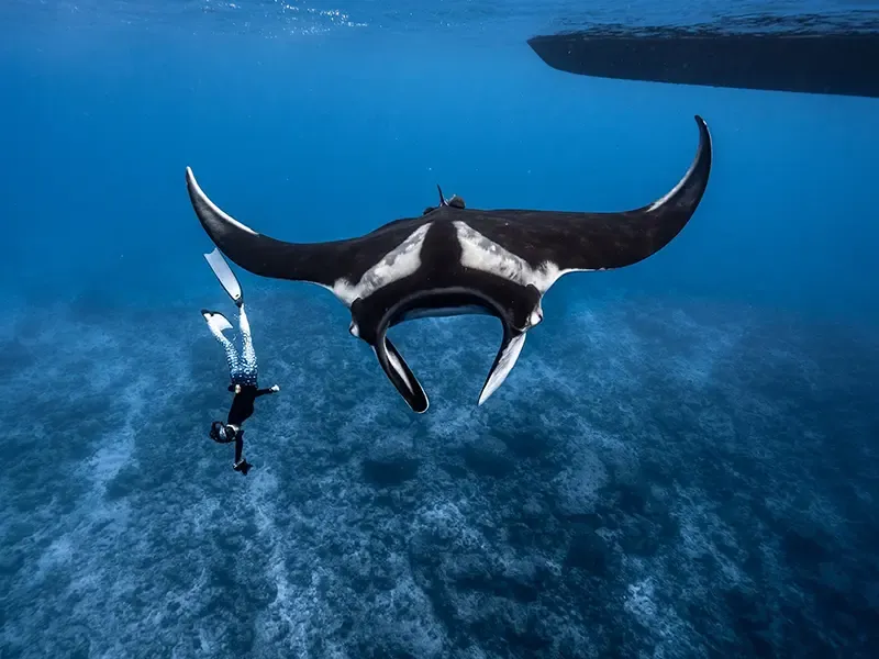 Manta ray research excursion