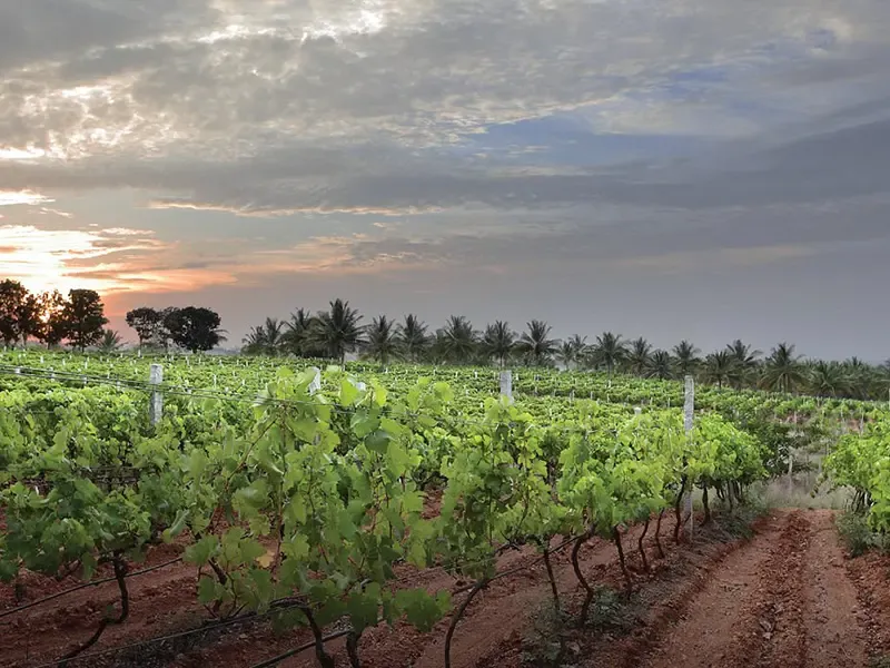 Nandi Hills private wine tasting
