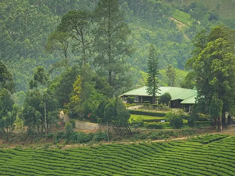 Assam tea community walk