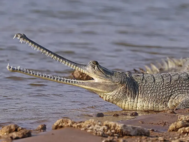 Chambal gharial conservation safari