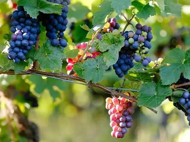 Nepal high-altitude wine experience