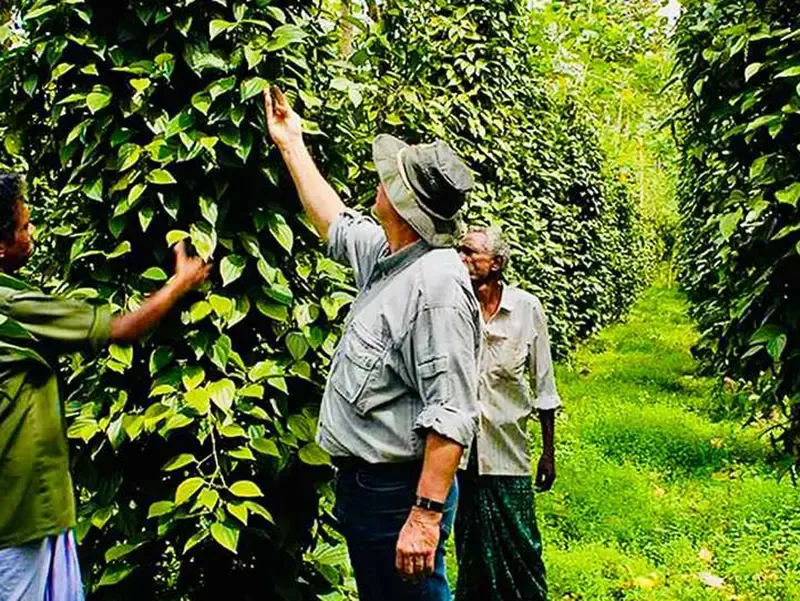 Kerala spice garden experience
