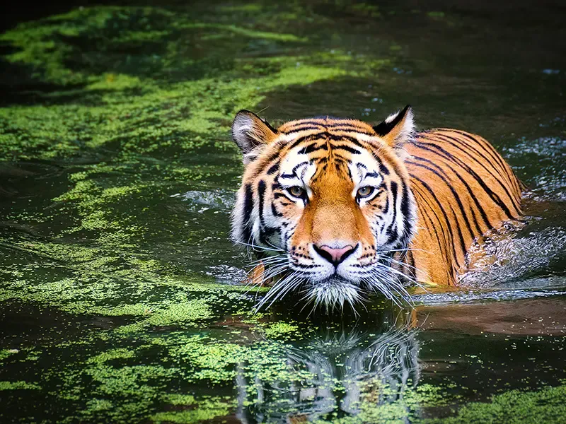 Private tiger conservation safari