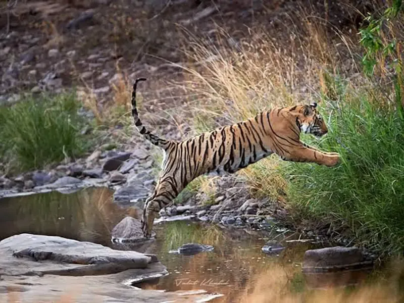 Wildlife photography hide in Pench