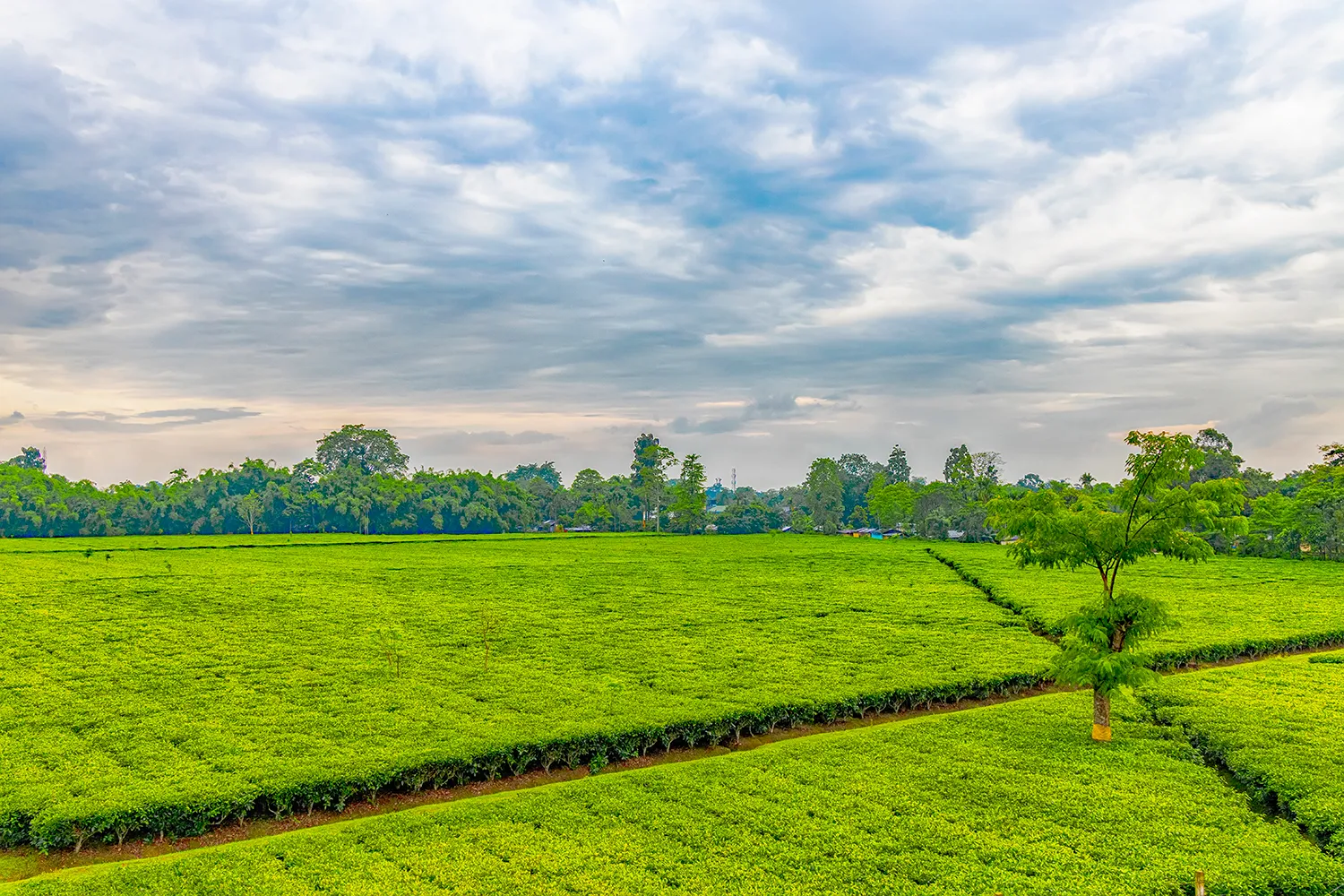 Rows of tea bushes across a green tea garden in Assam