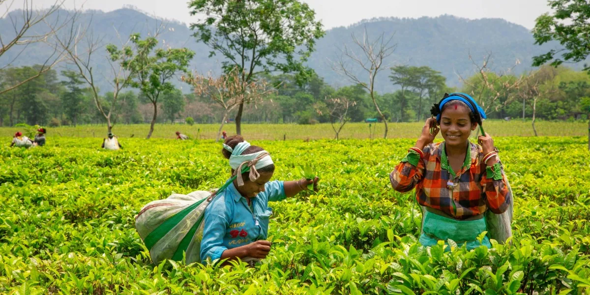 Rows of tea bushes across a green tea garden in Assam