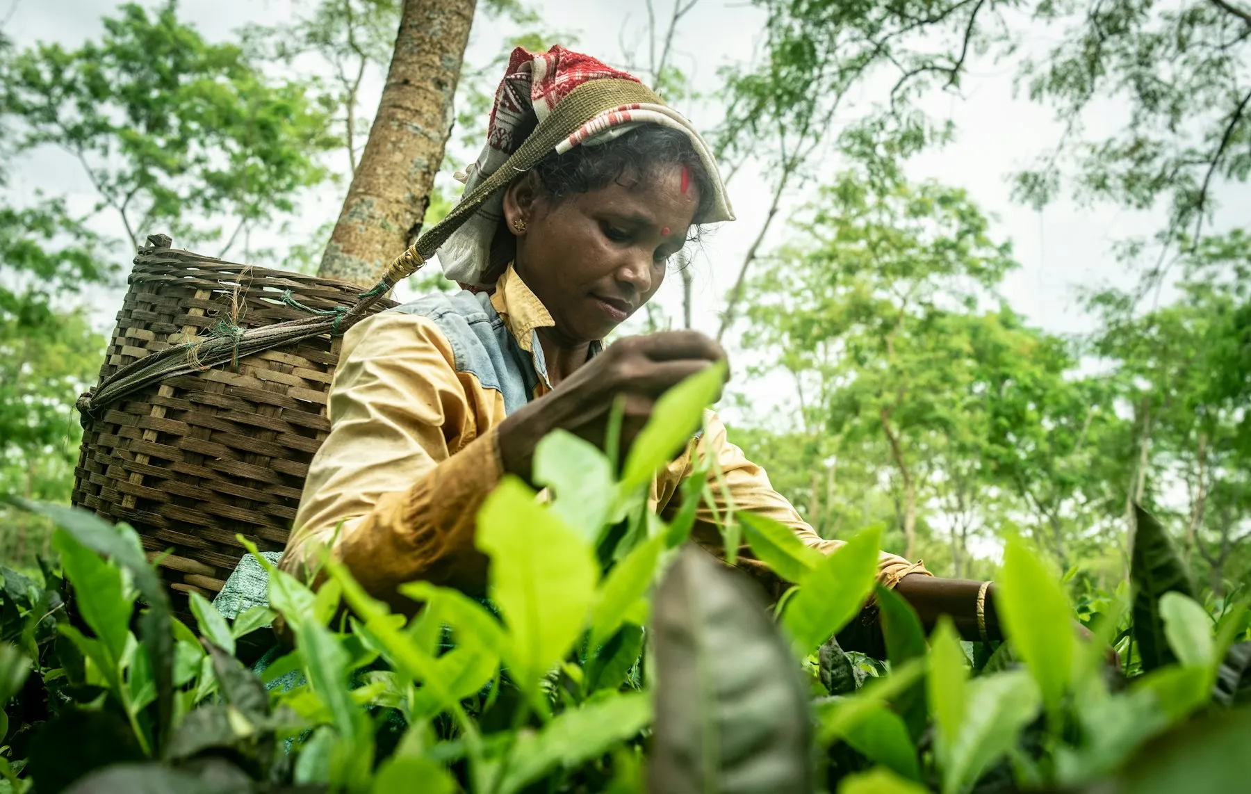 Orthodox Assam tea leaves from the Brahmaputra valley estates