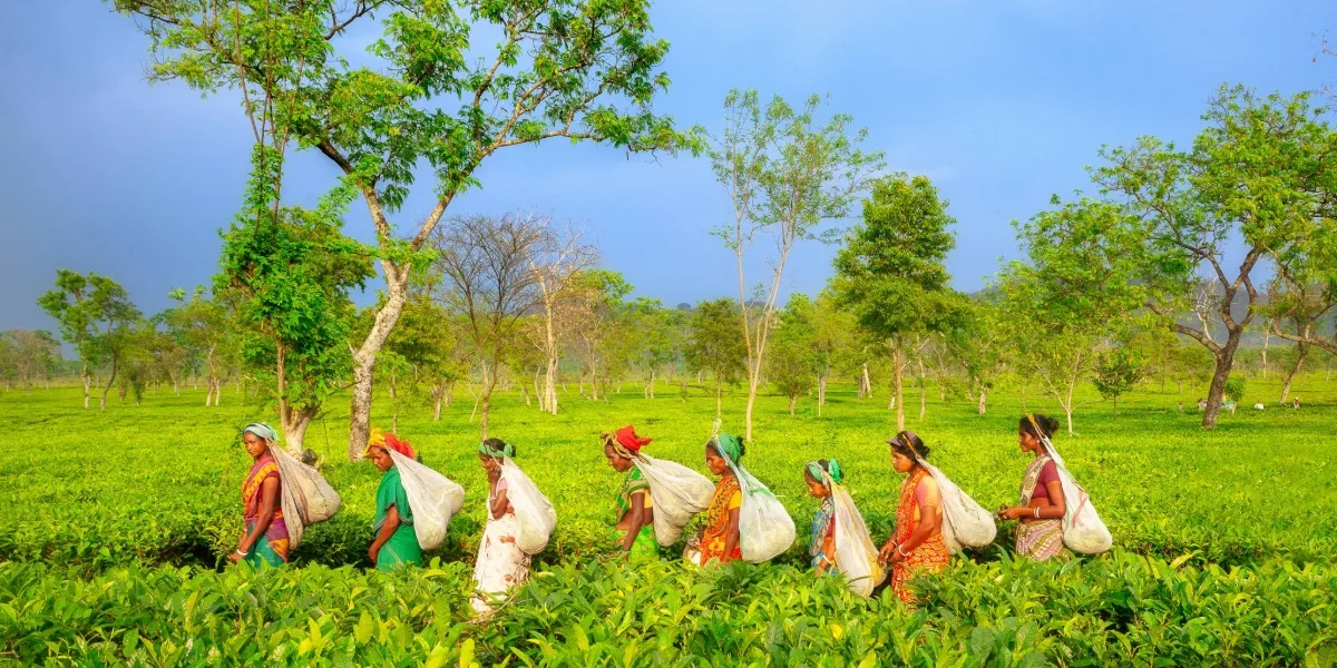 Orthodox Assam tea leaves from the Brahmaputra valley estates