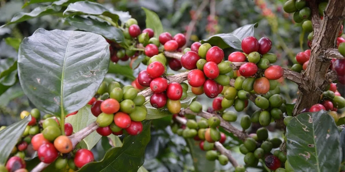 The Western Ghats around Chikmagalur, India's coffee heartland