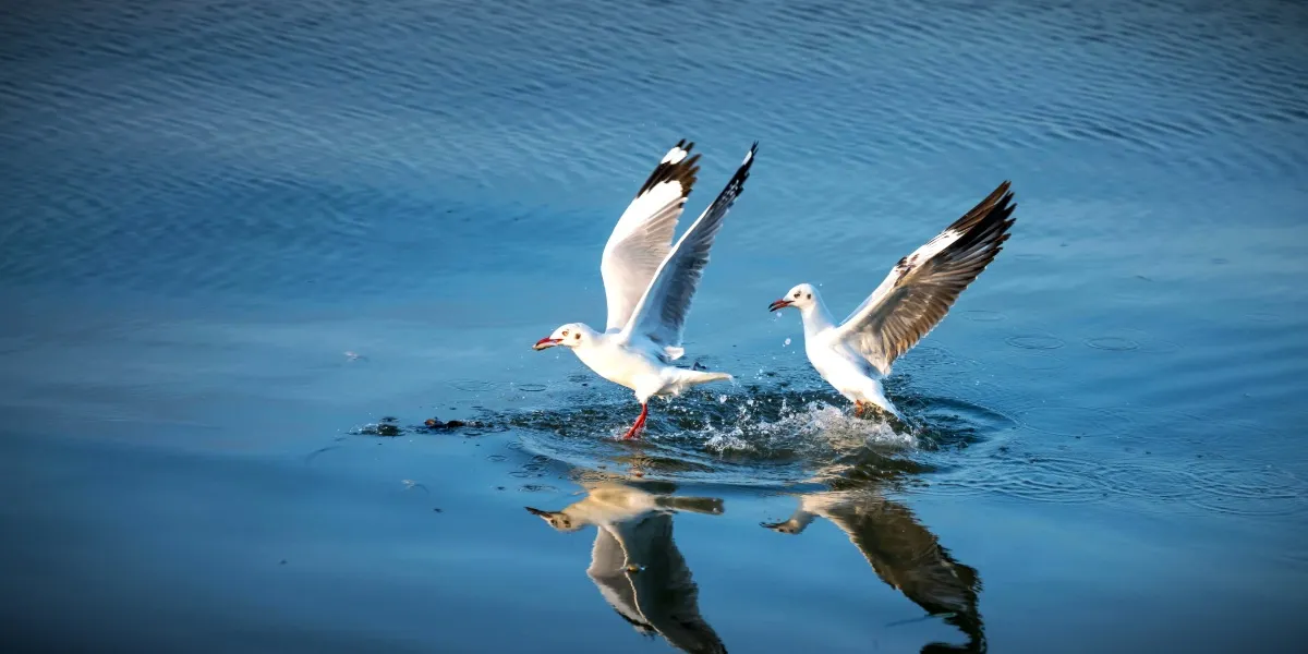 A boat on Chilika Lake in Odisha, a winter haven for India's migratory birds