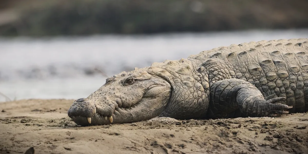 A one-horned rhinoceros in the grasslands of Chitwan National Park, Nepal