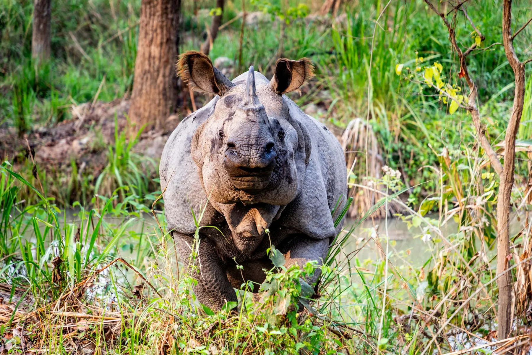 A one-horned rhinoceros in the grasslands of Chitwan National Park, Nepal