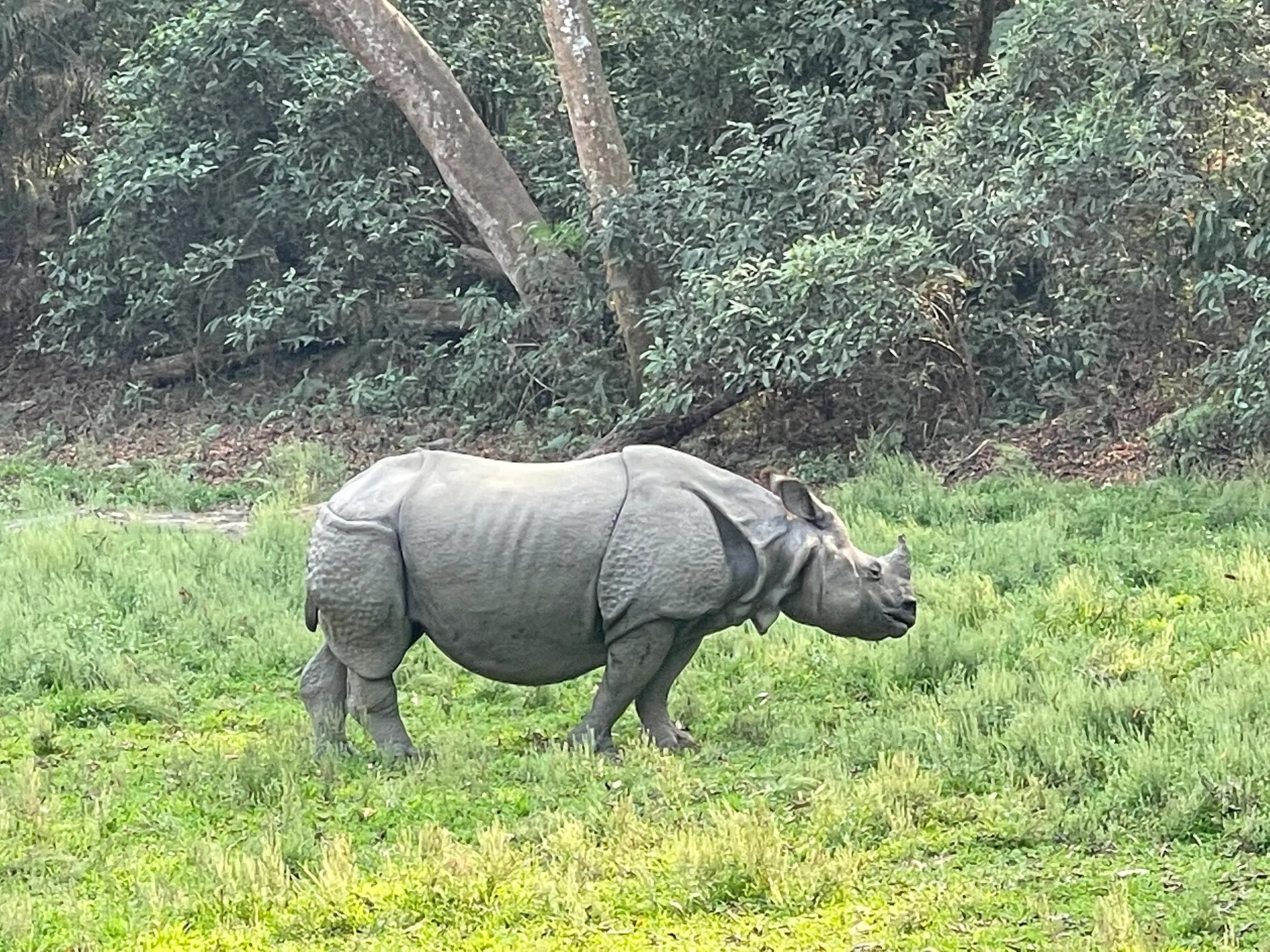 A greater one-horned rhinoceros grazing in the grassland of Chitwan National Park, Nepal