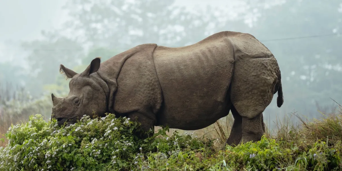 A greater one-horned rhinoceros grazing in the grassland of Chitwan National Park, Nepal