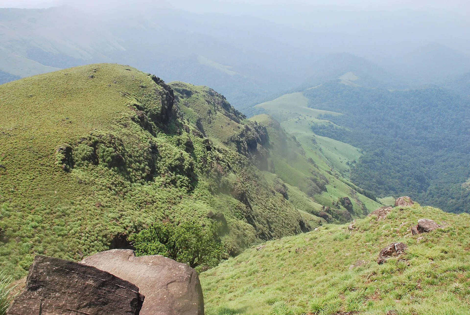 Lush green plantation hills rolling into the distance in Coorg, Karnataka