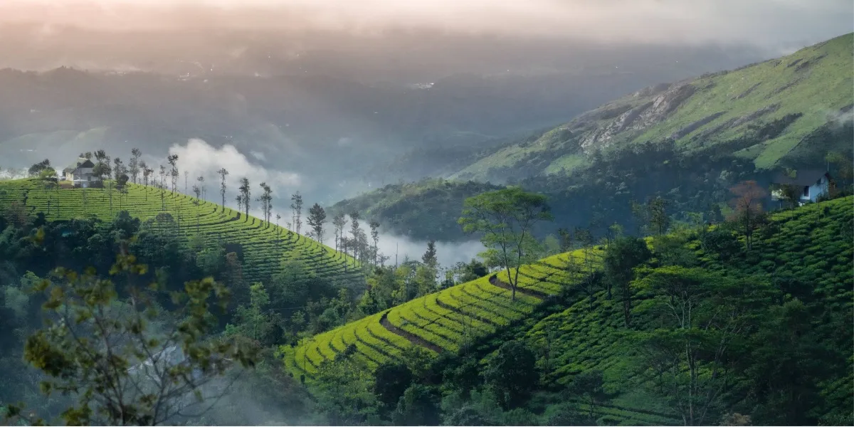 The valley below Tadiandamol peak in Coorg, the heart of Karnataka coffee country