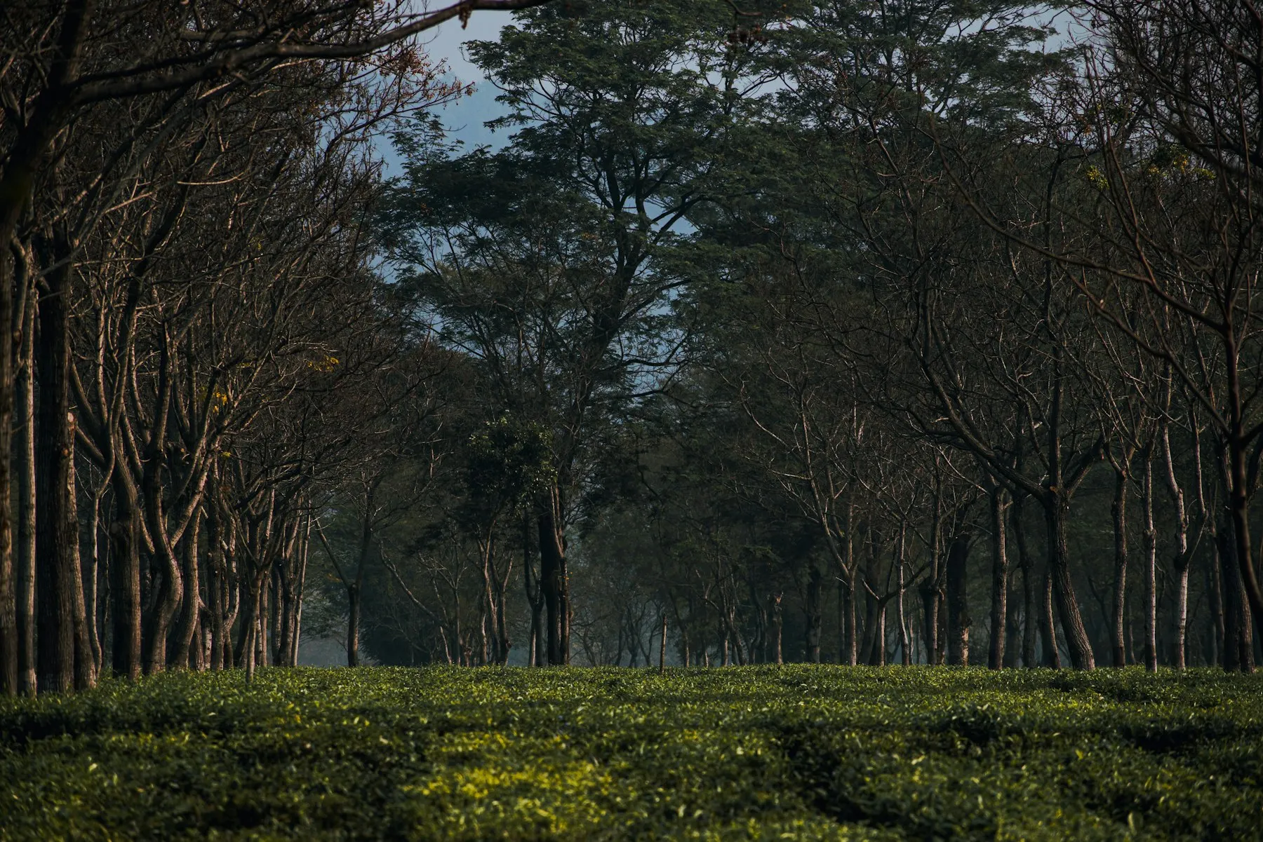 Loose-leaf Darjeeling black tea from the surrounding hill estates