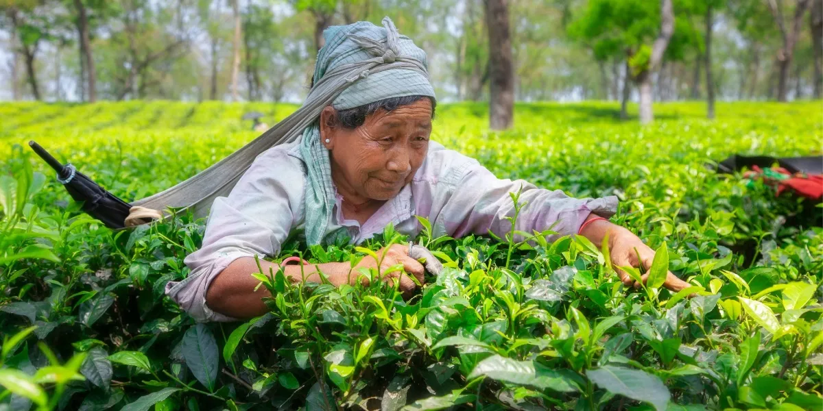 Loose-leaf Darjeeling black tea from the surrounding hill estates