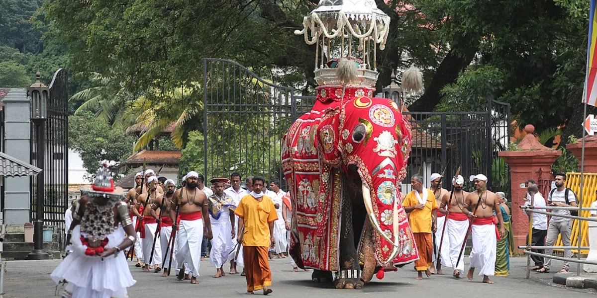 A decorated tusker in the torch-lit night procession of the Kandy Esala Perahera