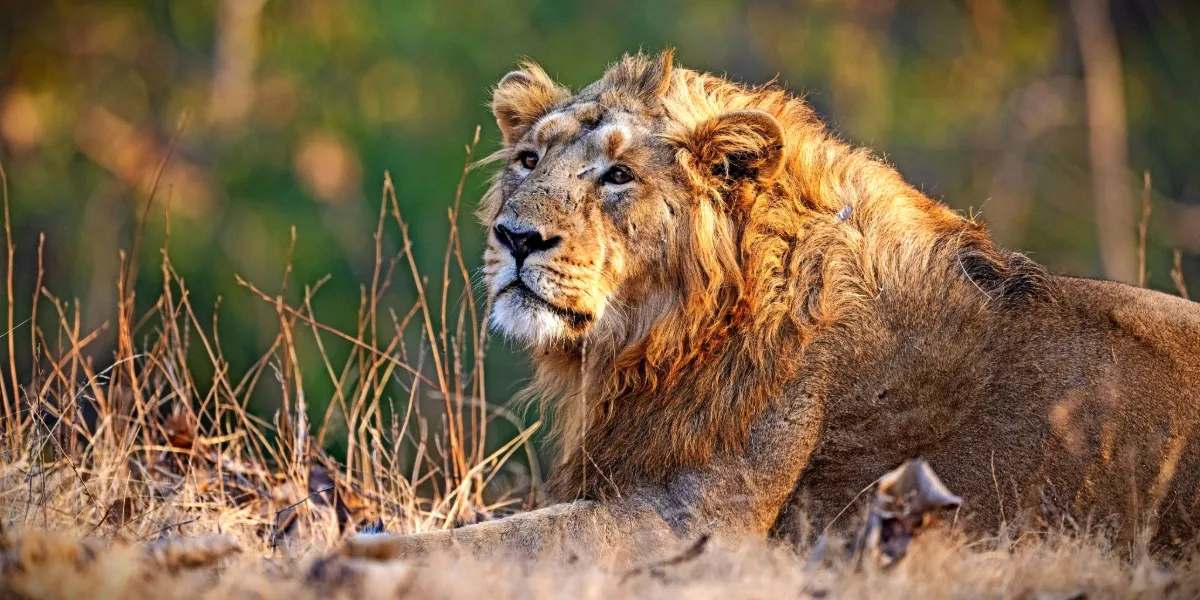 An Asiatic lion in the Gir forest of Gujarat, the only place on earth the species still roams wild