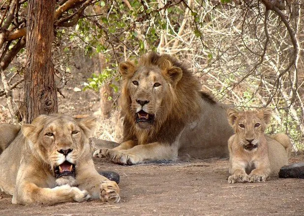 An Asiatic lion in the Gir forest of Gujarat — the only place on earth the species still roams wild