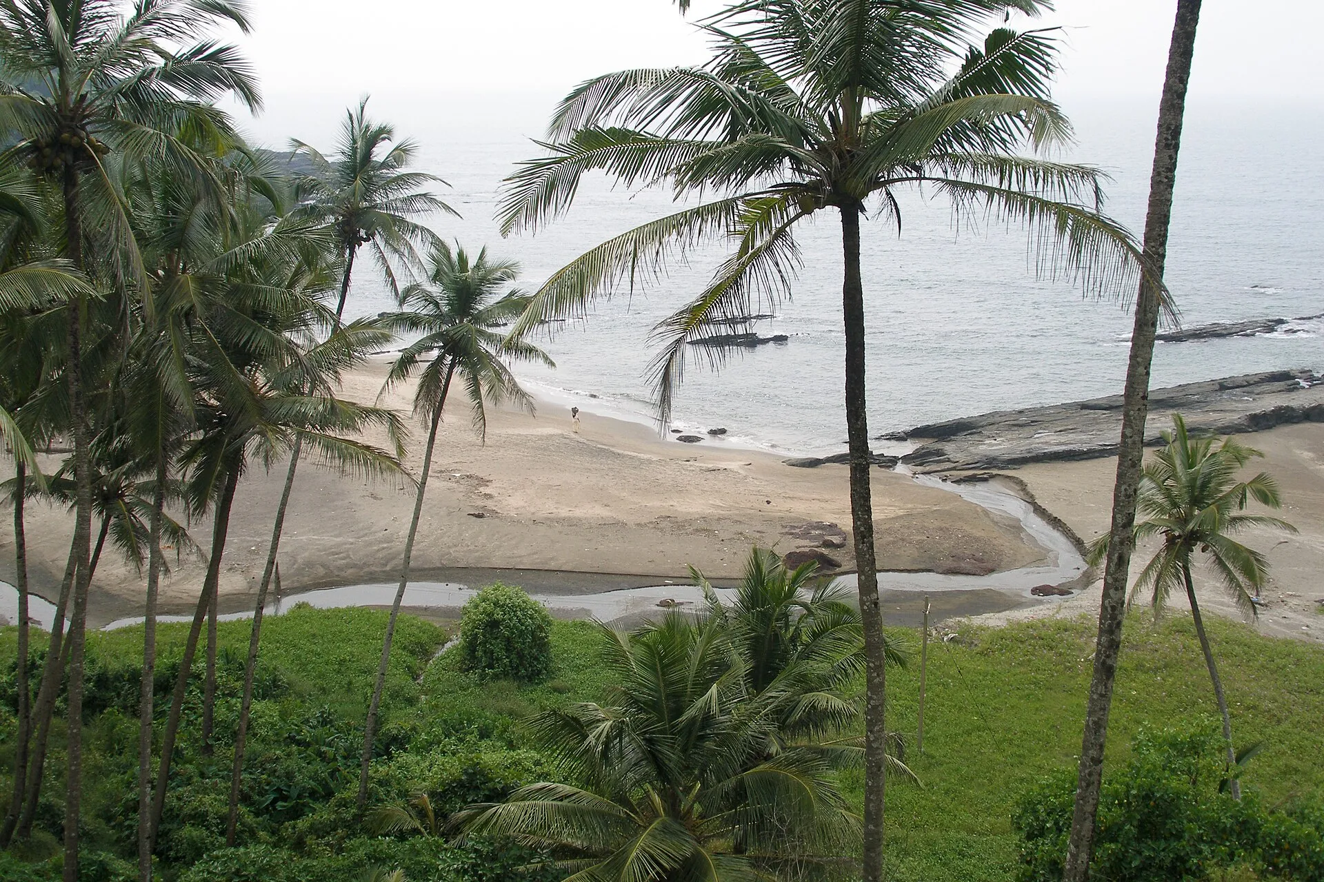 Coconut palms along Vagator Beach in Goa