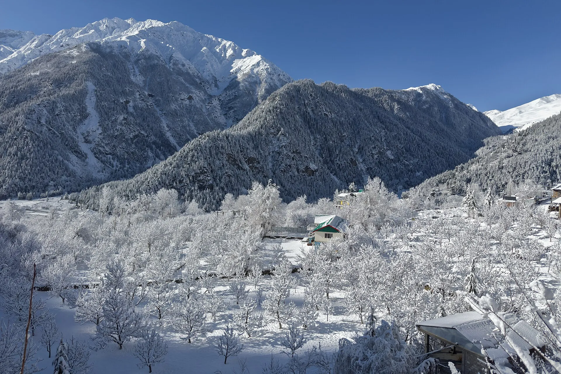 Snow-dusted apple orchards in the Sangla valley, Himachal Pradesh