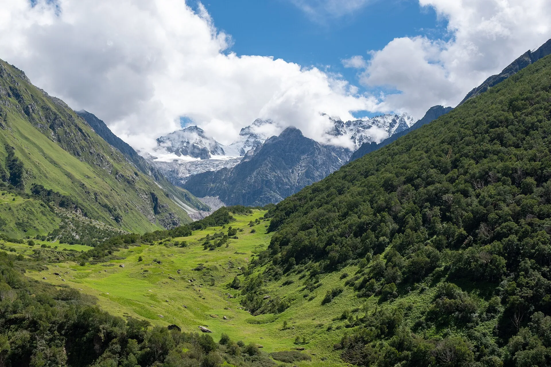 Wildflowers carpeting the alpine meadows of Valley of Flowers National Park, Uttarakhand