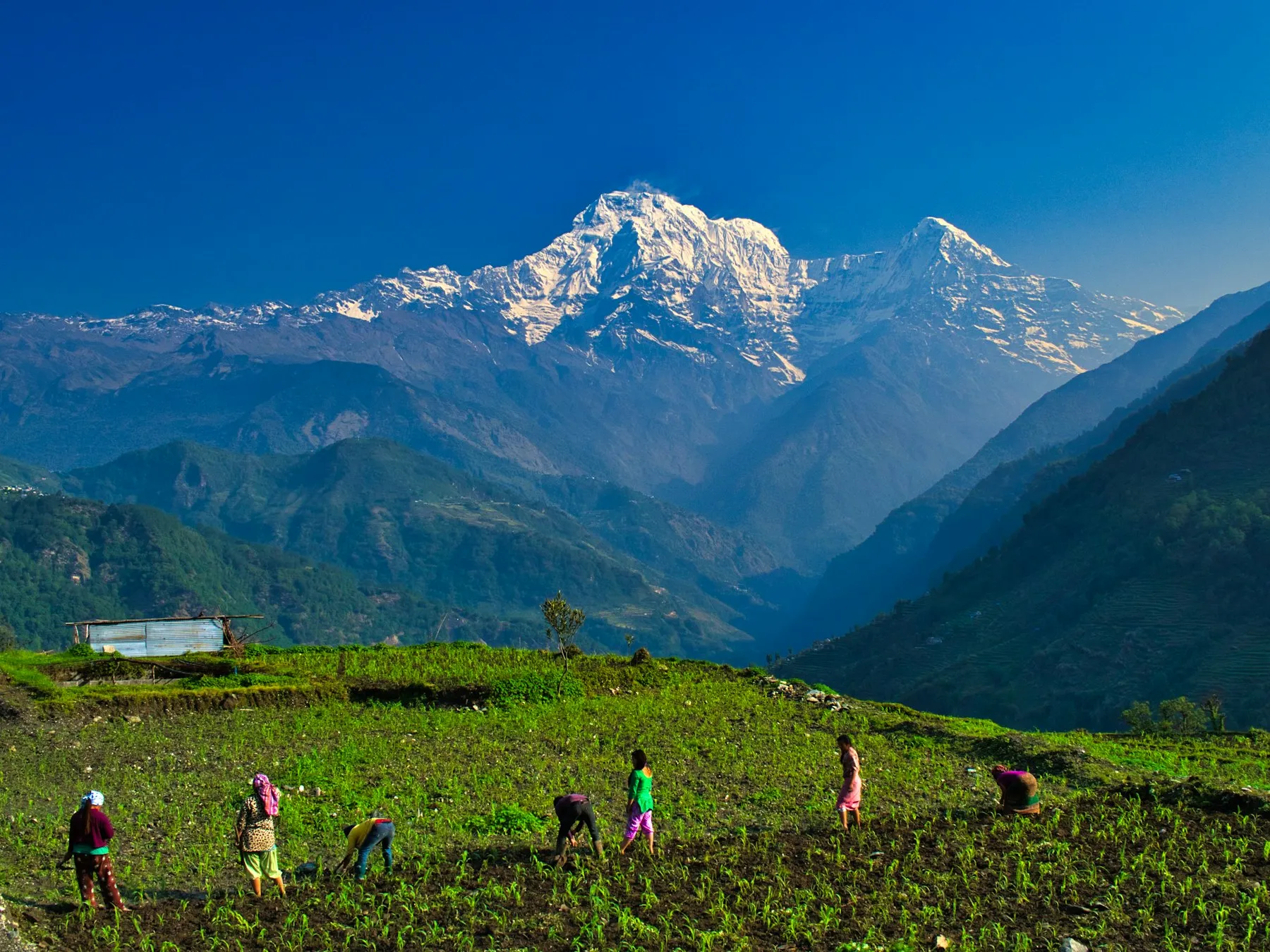 Tea gardens cascading across the eastern Nepali hills of Ilam