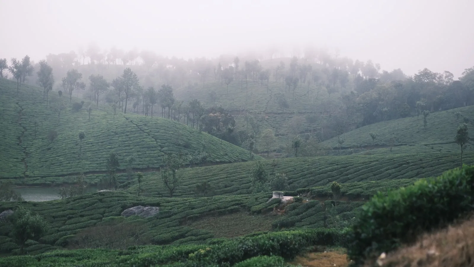 Morning mist drifting over rolling tea-covered hills