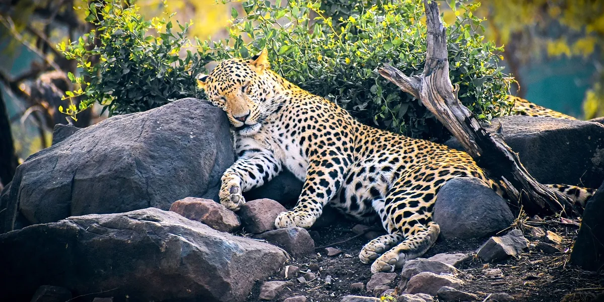 The granite hills of Jawai in Rajasthan, where leopards live alongside the Rabari herders