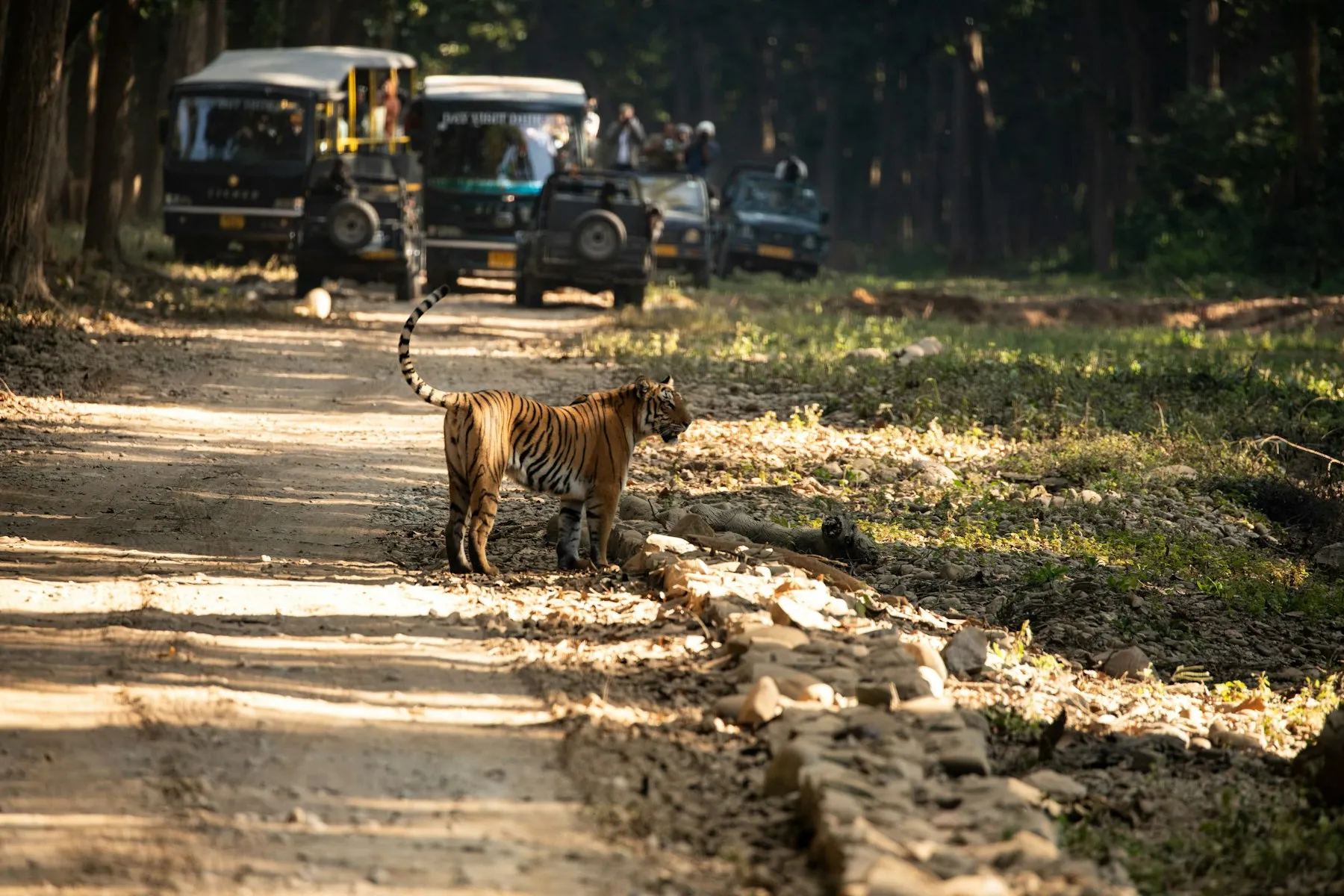 A tiger crossing a forest track in Jim Corbett National Park, India's oldest tiger reserve