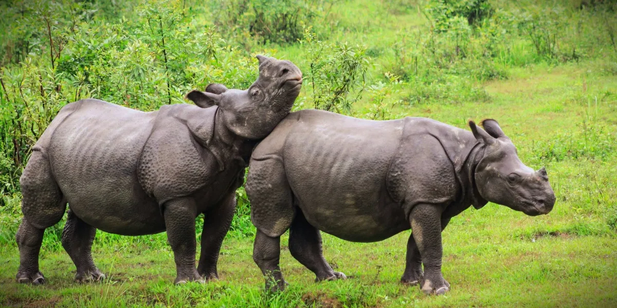A one-horned rhinoceros grazing in the grasslands of Kaziranga, Assam