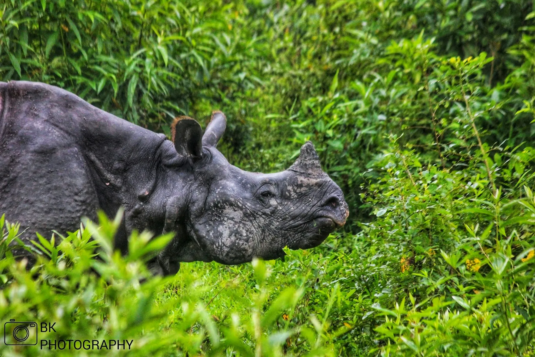A one-horned rhinoceros grazing in the grasslands of Kaziranga, Assam