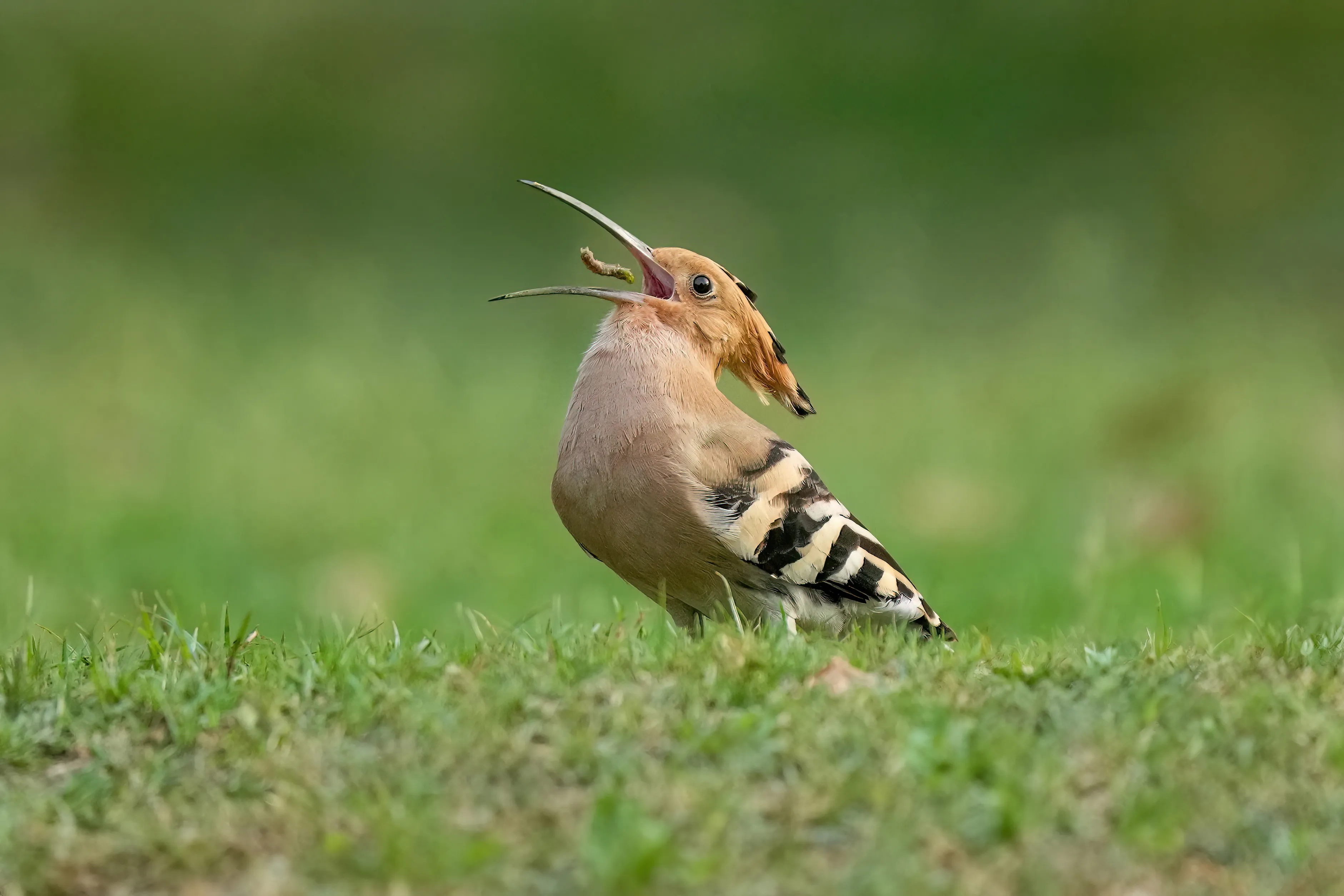 A Eurasian hoopoe in Keoladeo National Park, Bharatpur — one of the great birding sites of the world