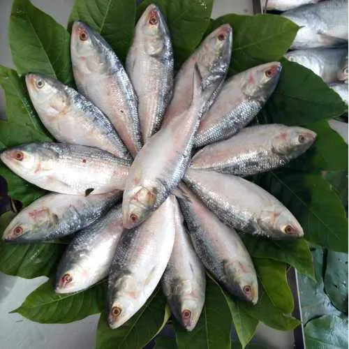 A plated hilsa, the centrepiece of classic Bengali cooking