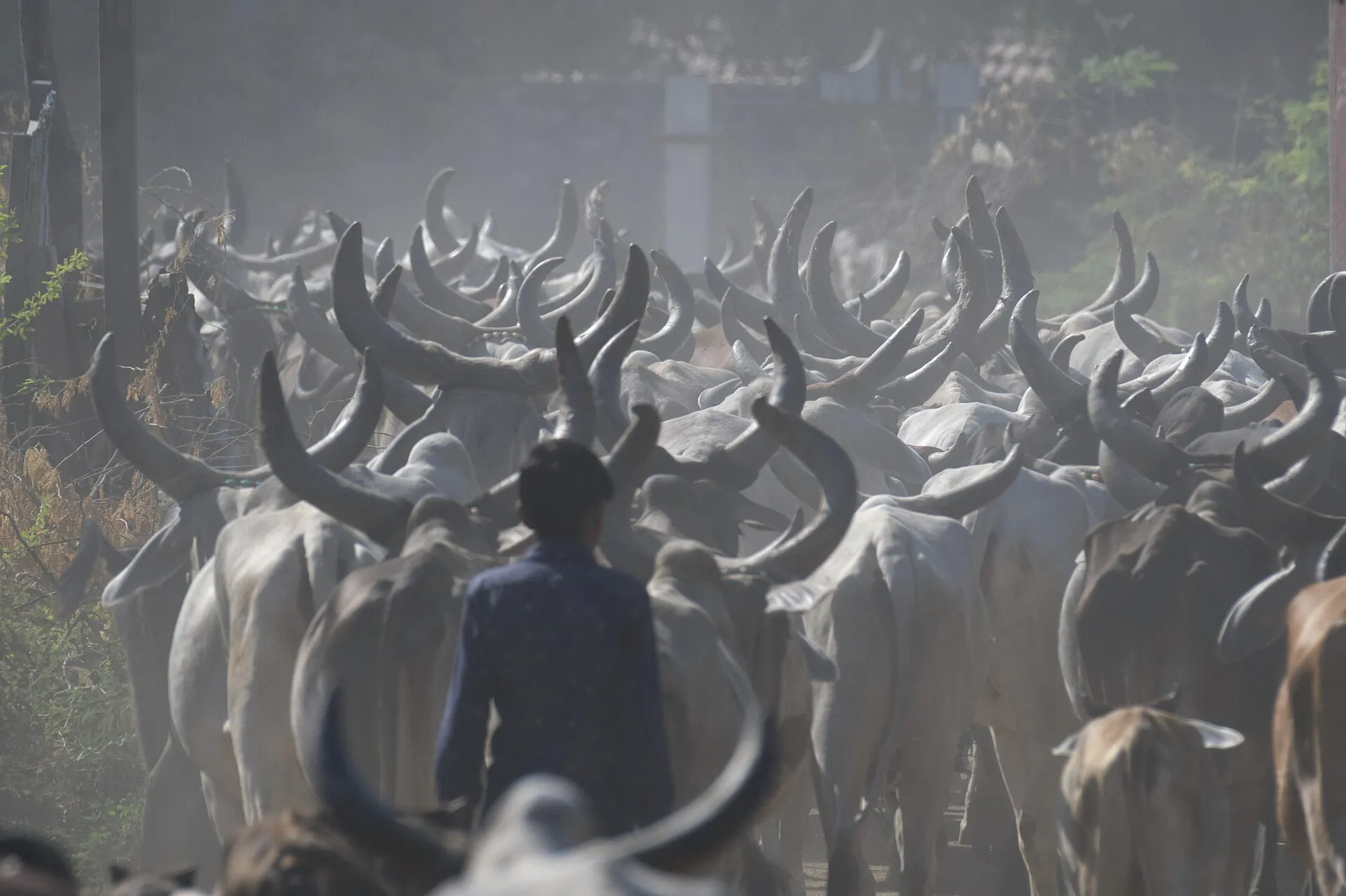 A pastoral herder driving a large herd of horned cattle through dust in Kutch, Gujarat