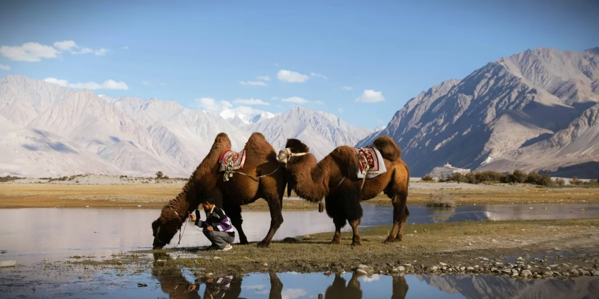 The blue waters of Pangong Tso framed by barren high-altitude mountains in Ladakh