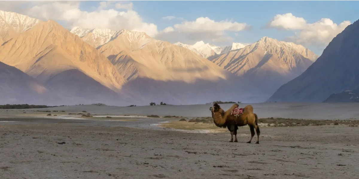 The deep blue waters of Pangong Tso framed by barren Ladakhi mountains