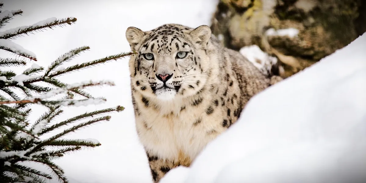 The high Himalayan terrain of Ladakh, the heartland of the snow leopard