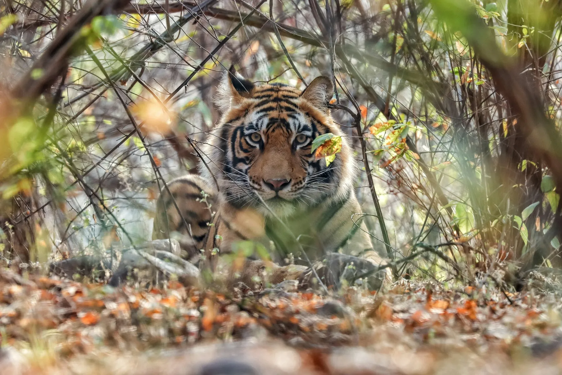 A Bengal tiger walking through the sal forests of central India