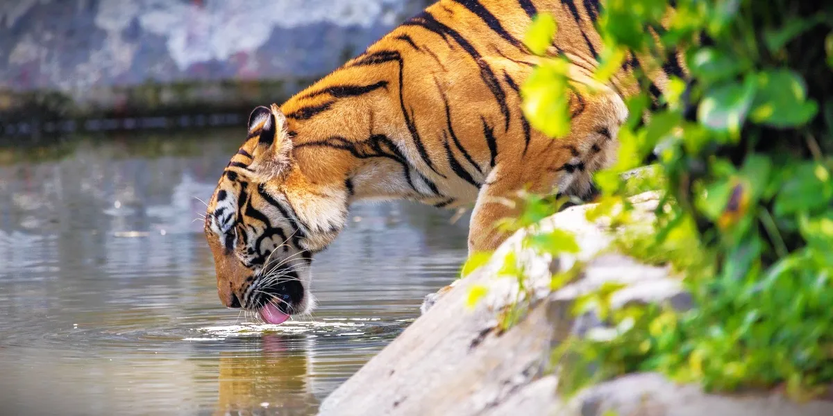 A Bengal tiger walking through the sal forests of central India