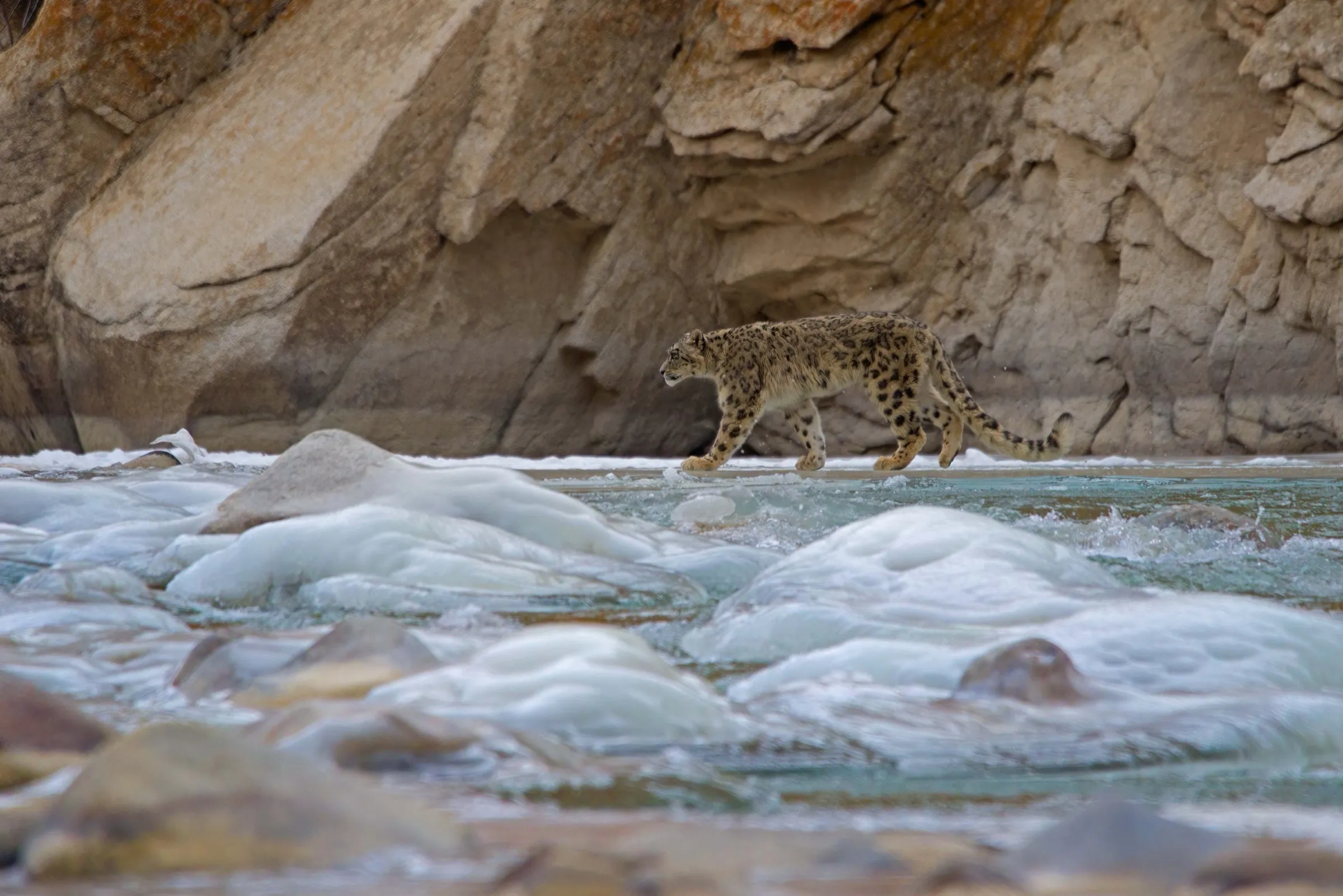Snow leopard crossing a frozen river beneath a rock face